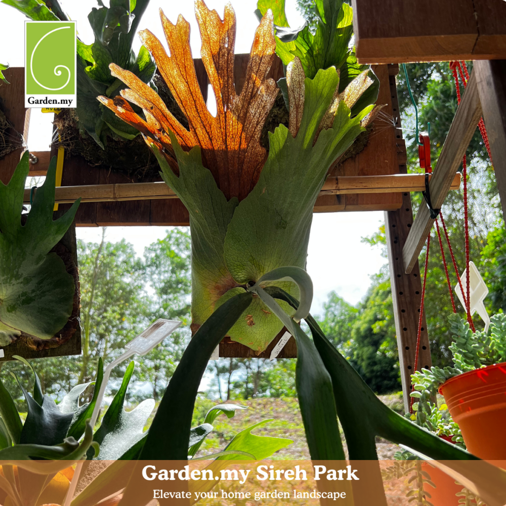 Staghorn fern