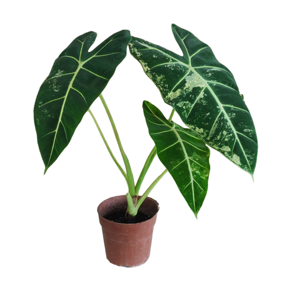 ALOCASIA FRYDEK VAR.