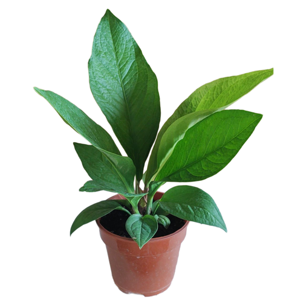 ANTHURIUM JENMANII (SMALL)