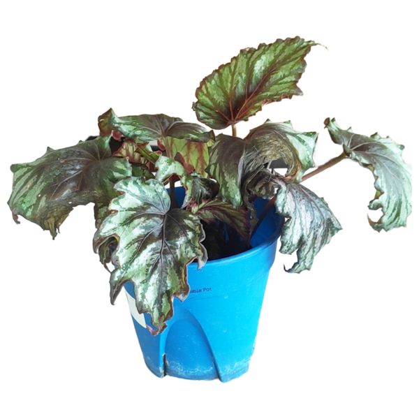 BEGONIA ANGEL WING