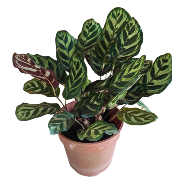 CALATHEA MAKOYANA