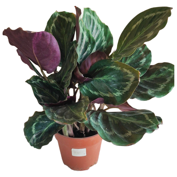 CALATHEA MEDALLION