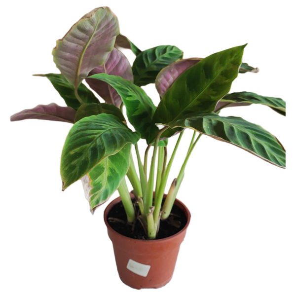 CALATHEA WARSCEWICZII