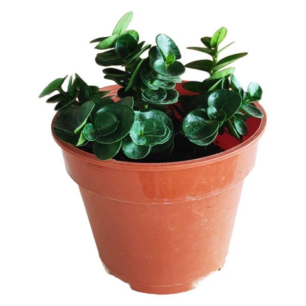 CARISSA MACROCARPA 150PT