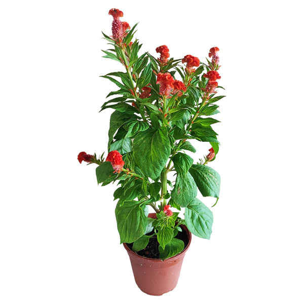 CELOSIA CRISTATA
