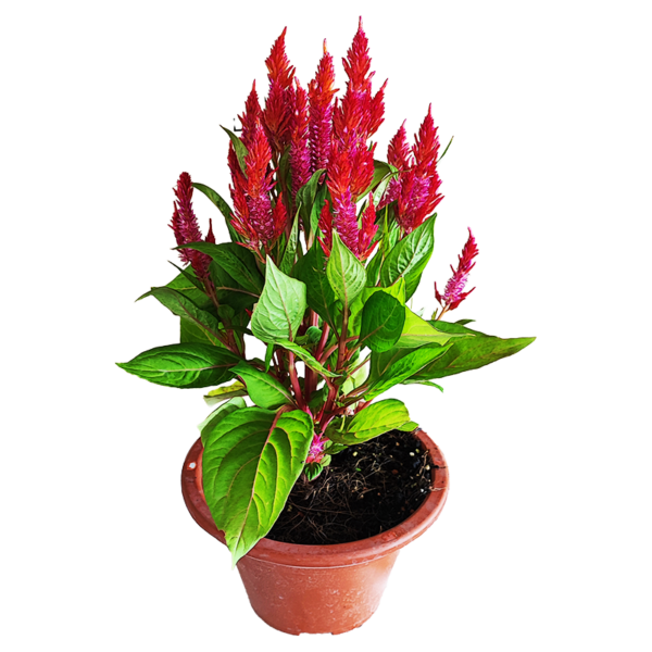 CELOSIA FLAMMA RED