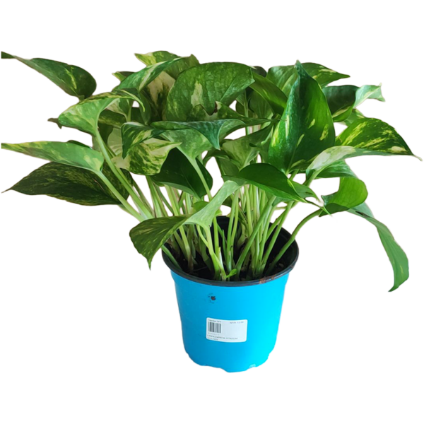 EPIPREMNUM AUREUM GOLDEN