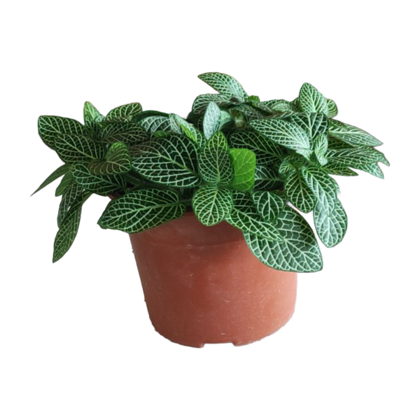 FITTONIA GREEN