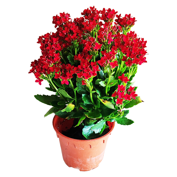 KALANCHOE 150MM (DARK RED)