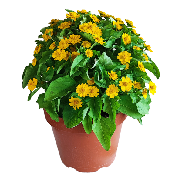 MELAMPODIUM GP622 PT