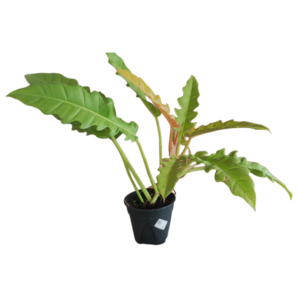 PHILODENDRON GOLDEN SAW