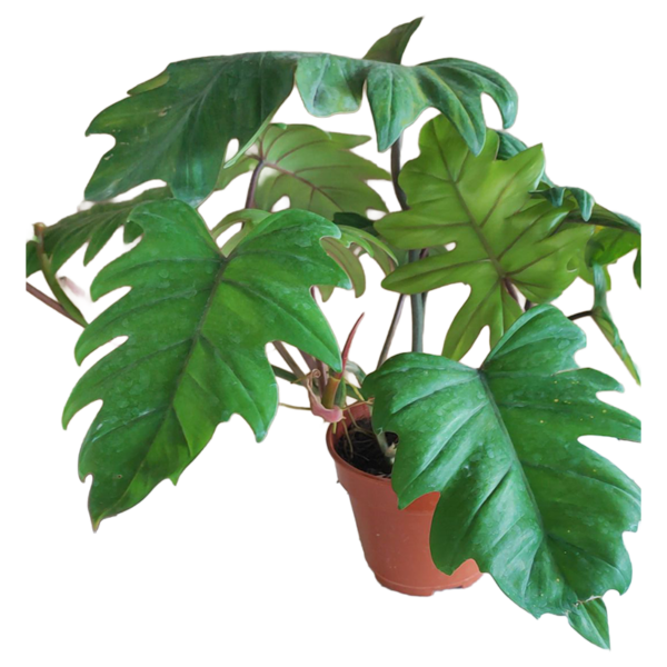 PHILODENDRON MAYOI 150PT