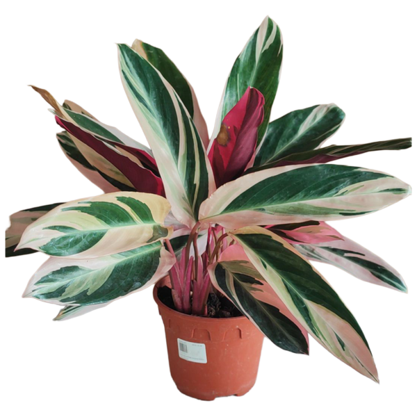 STROMANTHE SANGUINEA 'TRIOSTAR'