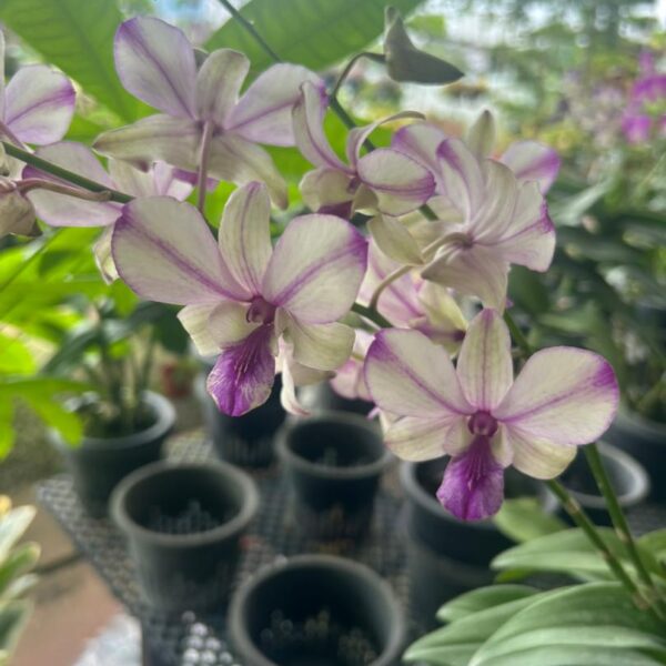 dendrobium mini