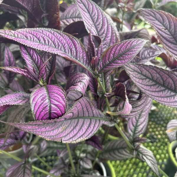 STROBILANTHES DYERIANUS