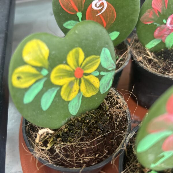 HOYA PAINTITY 55MM
