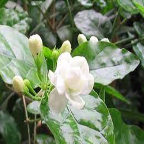 JASMINE