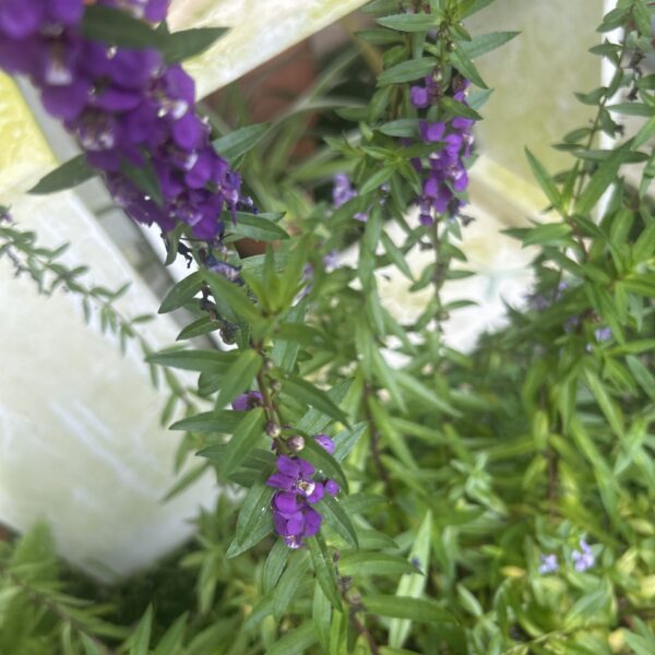 ANGELONIA GP622 PT