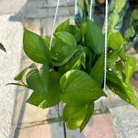 MONEY PLANT