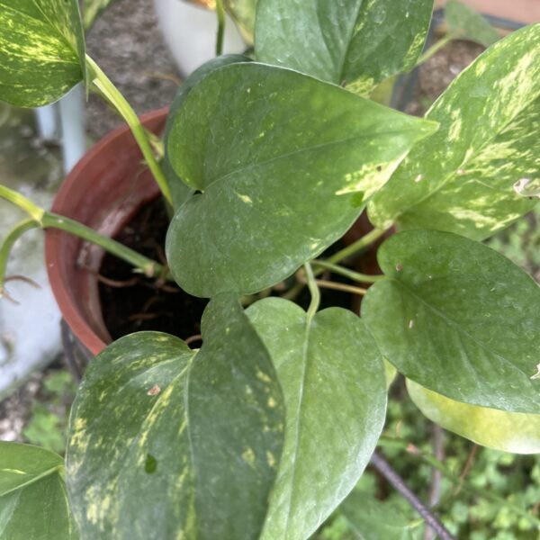 MONEY PLANT GREEN 120PT