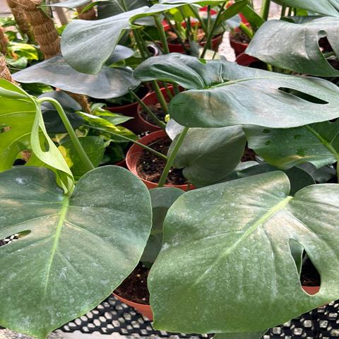MONSTERA DELICIOSAPI