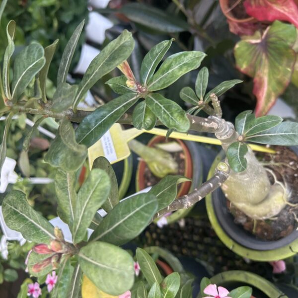 ADENIUM MIX COLOR