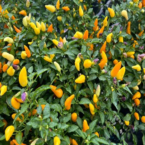 CHILI MIX ( CAPSIUM MIX)