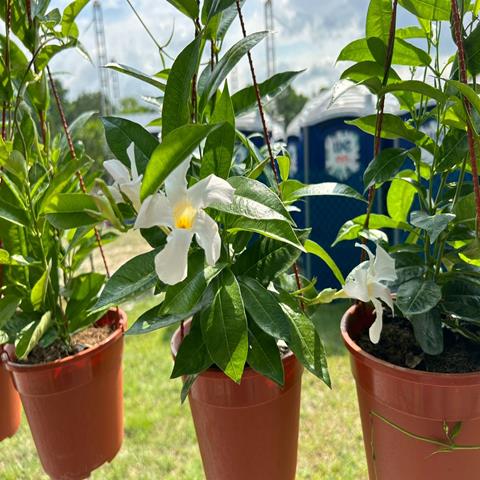 MANDEVILLA WHITE