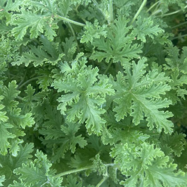 PELARGONIUM GRAVEOLENS(PK NYAMUK)