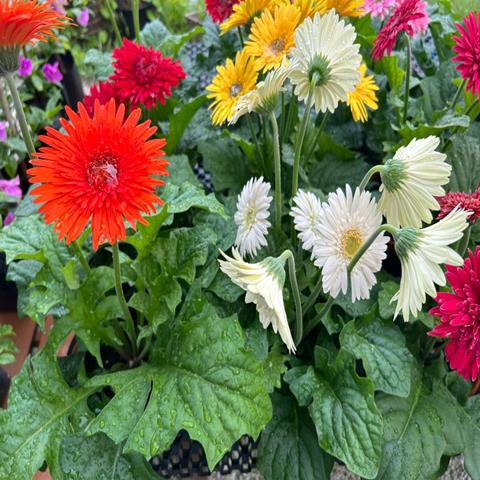 DAISY (GERBERA)