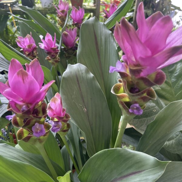 CURCUMA