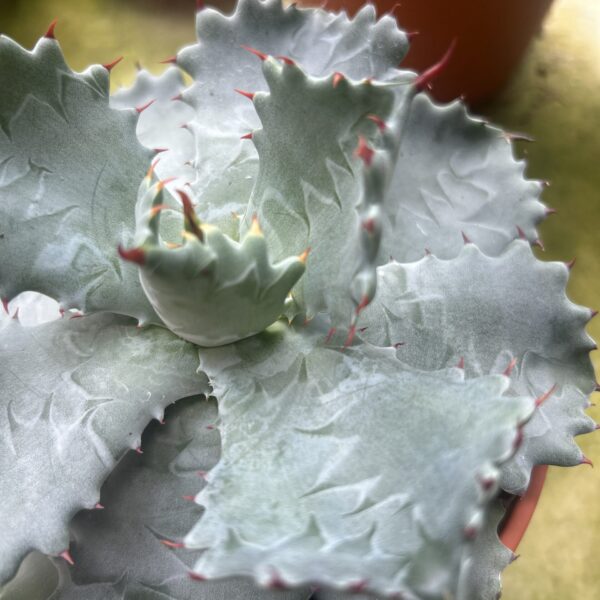 CACTUS IMPORT