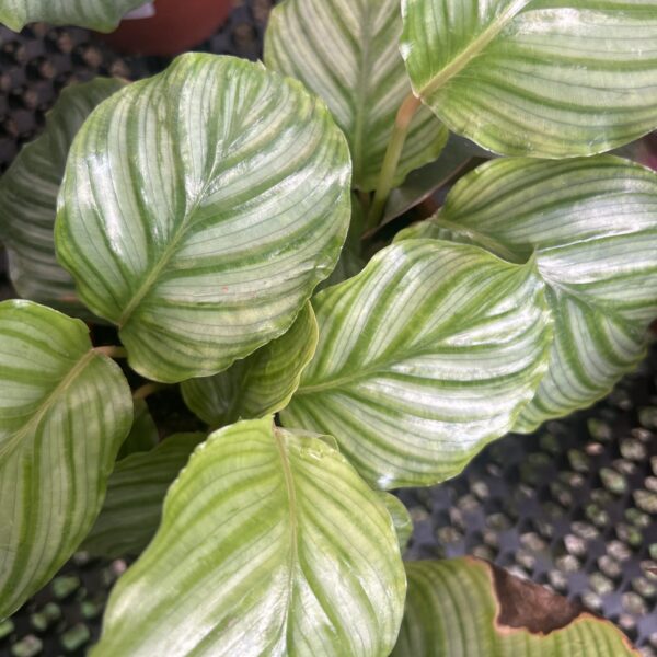 CALATHEA OBIFOLIA