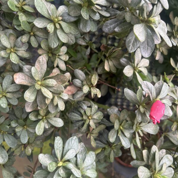 AZALEA RED (C18)