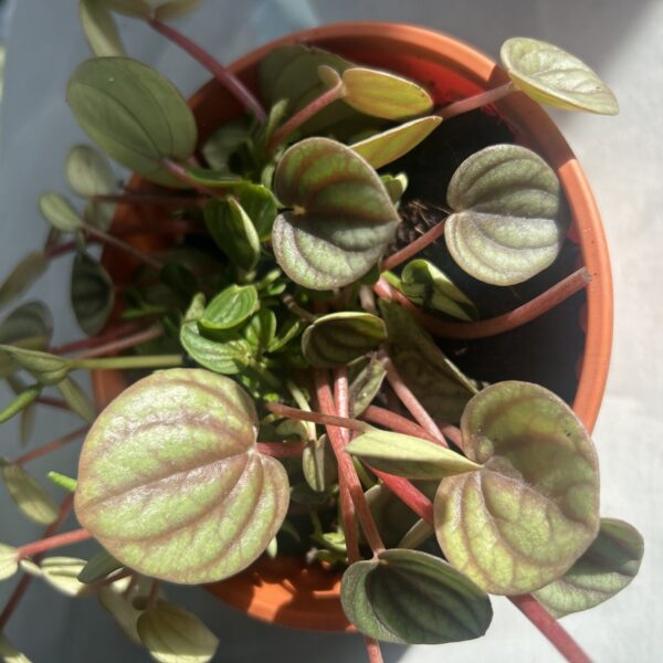 PEPEROMIA PEACOCK