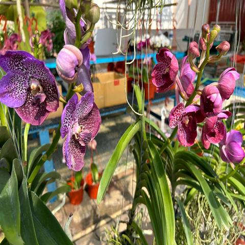 ORCHID VANDA ASSCO