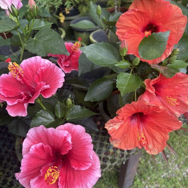 HIBISCUS DENMARK 150MM
