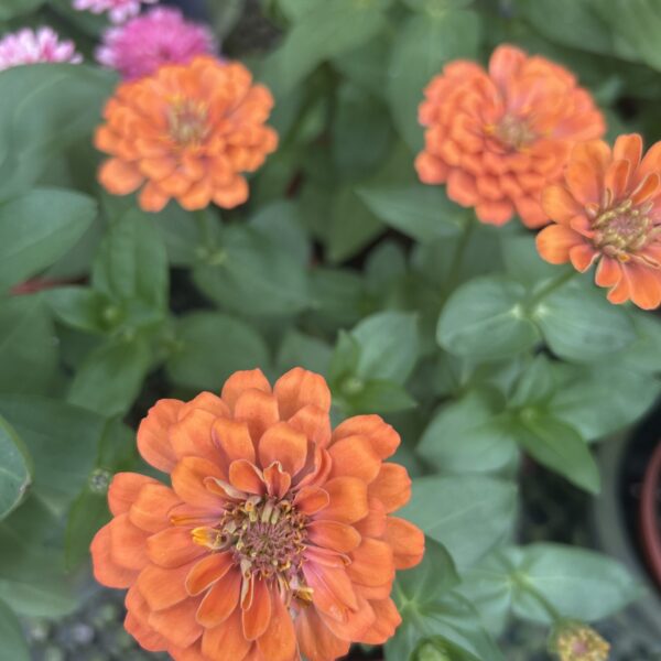 ZINNIA