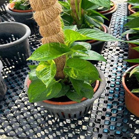 MONEY PLANT 2FT