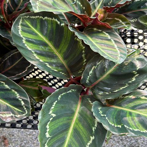 CALATHEA ROSEO PICTA