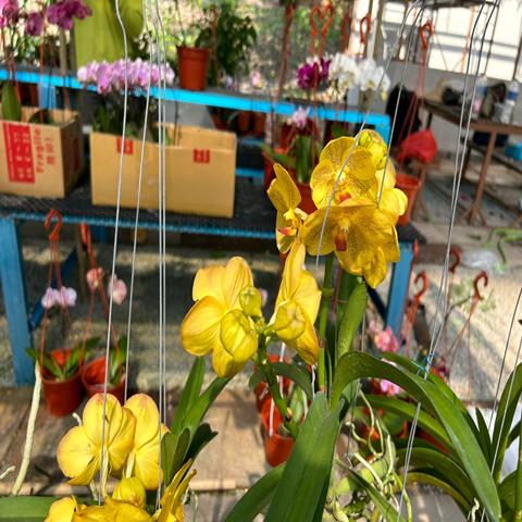 ORCHID VANDA ORANGE