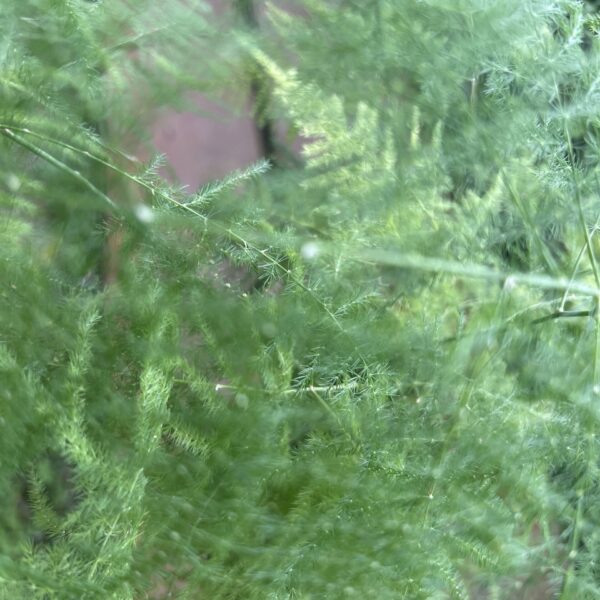 ASPARAGUS SETACEUS