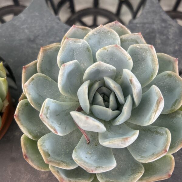 SUCCULENT 105MM