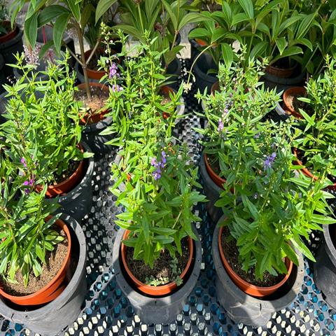 ANGELONIA ANGUSTIFLOLIA
