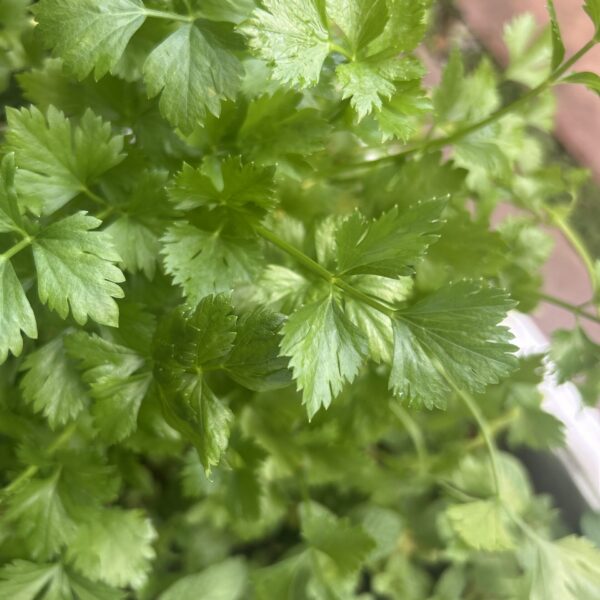 CELERY