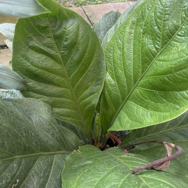 ANTHURIUM JENMANII