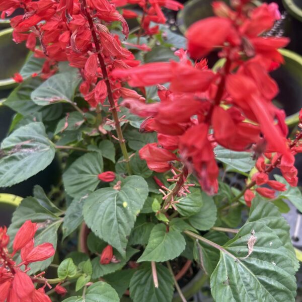 SALVIA RED
