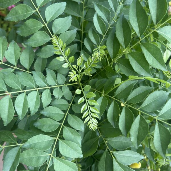 DAUN CURRY-YH