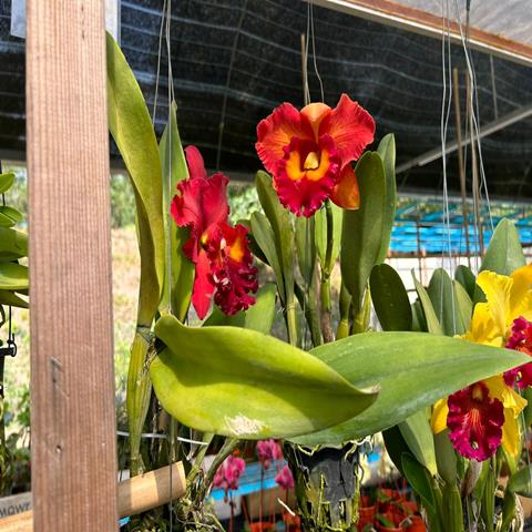 ORCHID CATTLEYA