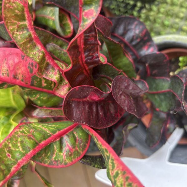 CODIAEUM